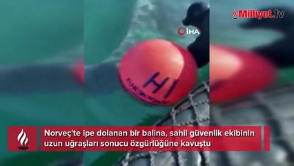 Norveç'te balina kurtarma operasyonu