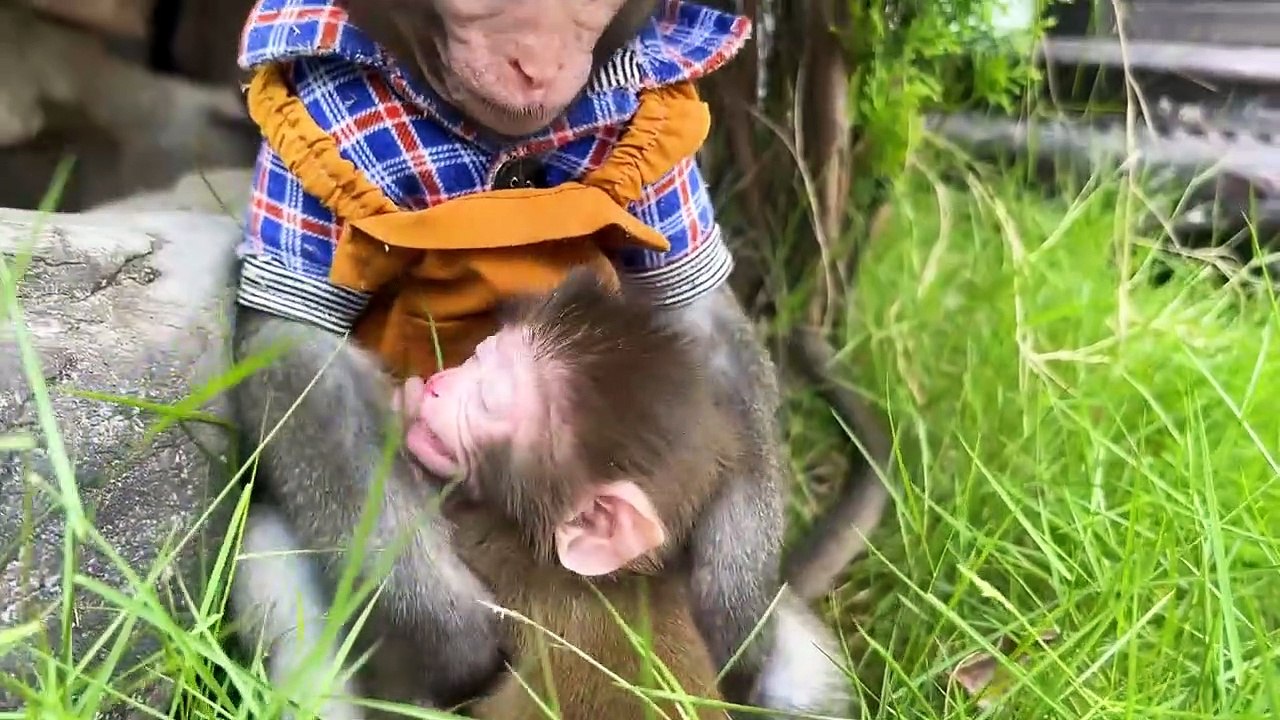 In the world with the monkeys (part 02) Bim helps dad take care of baby monkey