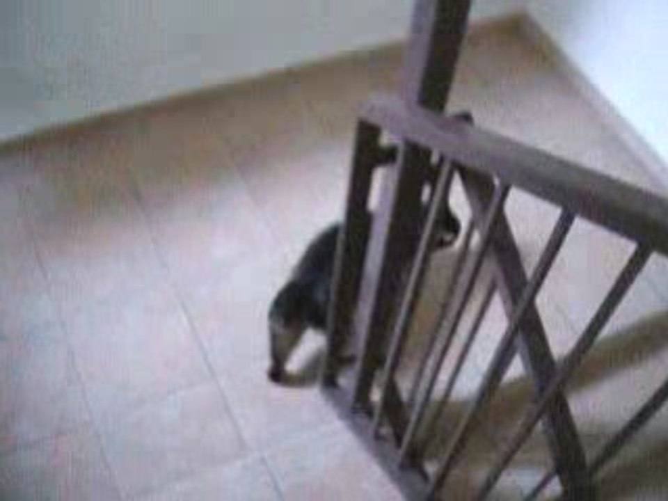 neko descend les trois etages et va se promener