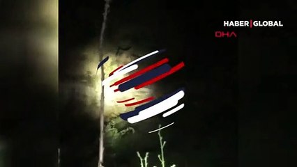 Müzisyen, arı kovanlarına saldıran ayıyı, Mozart'ın aryasıyla uzaklaştırdı