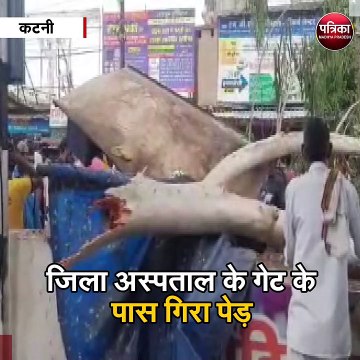 कटनी : जिला अस्पताल के गेट के पास गिरा पेड़