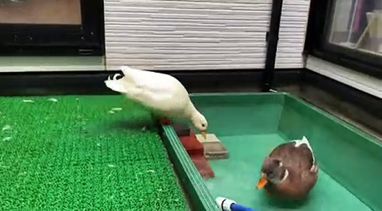 Funny Ducks