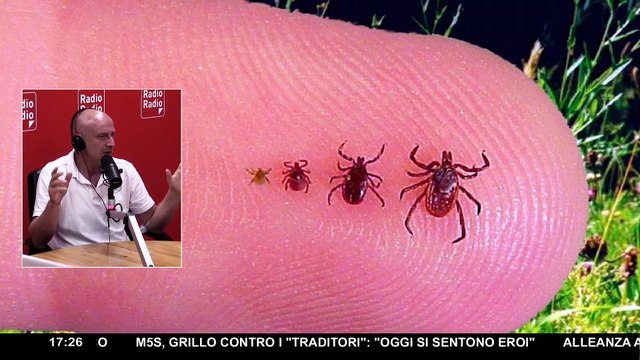 Il decalogo anti-zecche per passeggiare in sicurezza con i nostri amici a quattro zampe ▷ Bau Miao