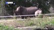 وحيد القرن الأبيض يعود إلى متنزه في موزمبيق بعد غياب أربعة عقود