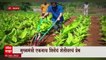 CM Eknath Shinde and Farming Special Report: मुख्यमंत्री एकनाथ शिंदेंचं शेतीवरचं प्रेम ABP Majha
