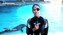 Gessica Notaro torna ad addestrare i delfini a Riccione
