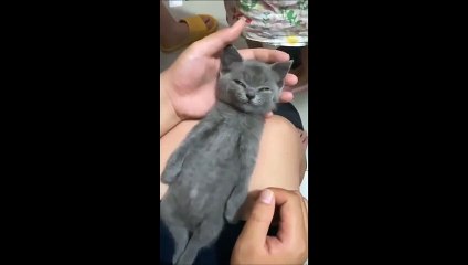 Voilà comment on réveille un petit chaton