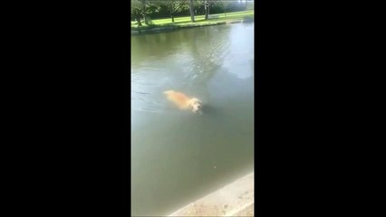 Adorable : ce chien a voulu sauver un canard de la noyade
