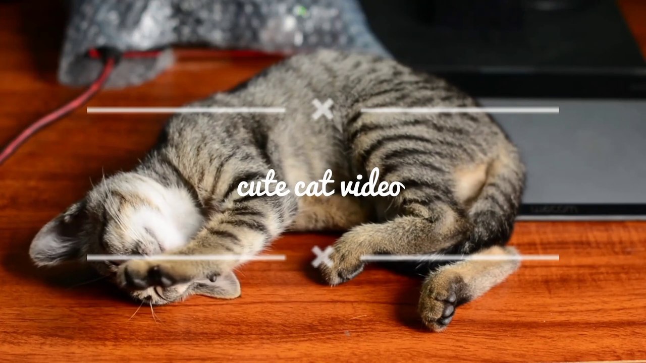Cute cat funny video