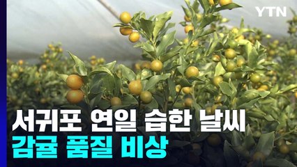 서귀포 습한 날씨에 감귤 품질 비상 / YTN