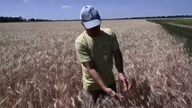 المزارعون الأوكرانيون يصفون موسم حصاد القمح بلعبة البوكر.. لماذا؟