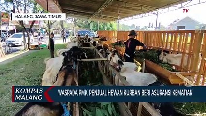 Wabah PMK Masih Membayangi, Pedagang Beri Asuransi Kematian Hewan Kurban