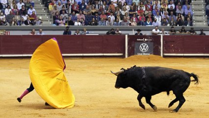 Procuraduría y colectivos animalistas rechazan corraleja en el municipio del Guamo, Tolima