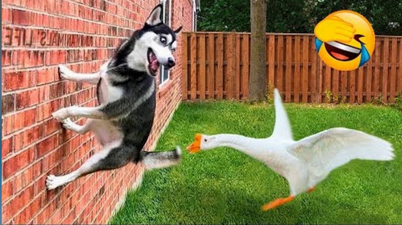 Best Funny Animal Videos 2022  - Funniest And Cute Dogs And Cats Videos 