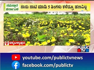 Chikkaballapura | ನಕಲಿ ಸೇವಂತಿಗೆ ನಾರು ಕೊಟ್ಟು ಚಿಕ್ಕಬಳ್ಳಾಪುರದಲ್ಲಿ ರೈತರಿಗೆ ಮೋಸ..! | Public TV