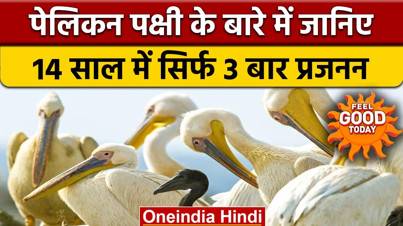 Rosy Pelican दुर्लभ परिंदे, इनकी खूबियां हैं कमाल की | Pelican Hatchling | वनइंडिया हिंदी | *offbeat