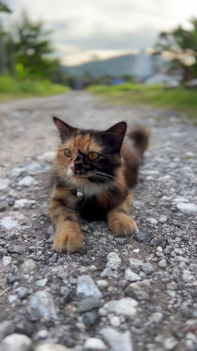 My beautiful kitten relaxing in Daytime