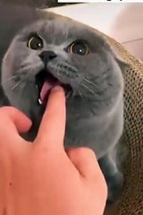 Cute cat reactions