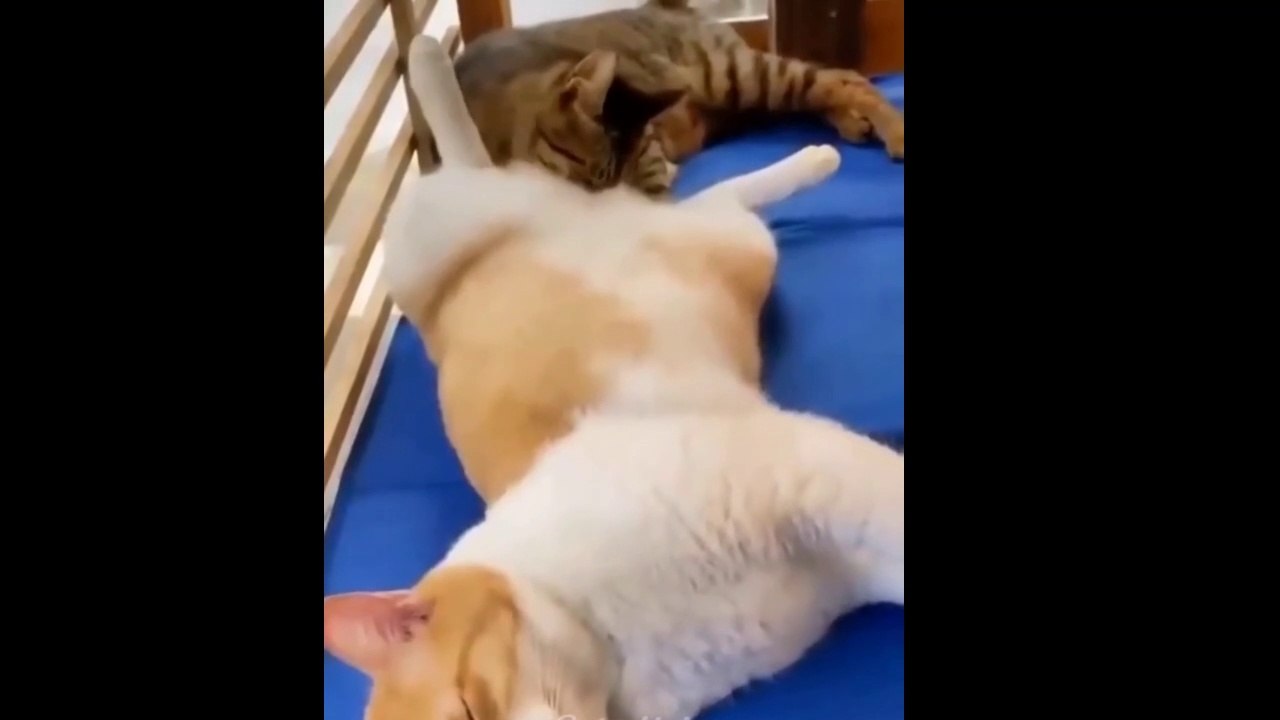 Best funny animals moment of the year 