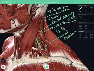 Posterior Triangle of Neck Anatomy