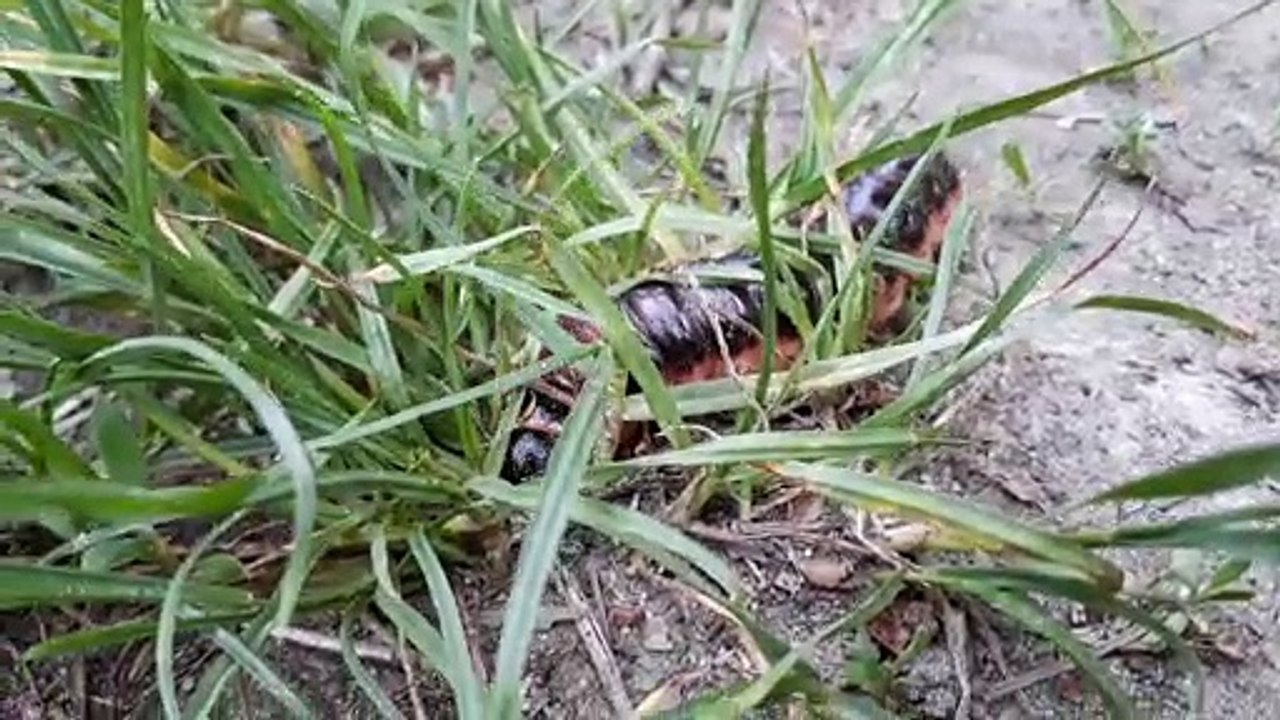 Gigantische Weidenbohrerraupe überquert Feldweg