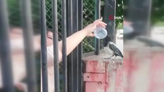 Duyarlı vatandaş susuz kalan kargaya elleriyle su içirdi