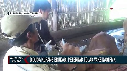 Alasan Takut Sapinya Mati Setelah Vaksin, Peternak di Tiga Kecamatan di Sumenep Tolak Vaksinasi PMK