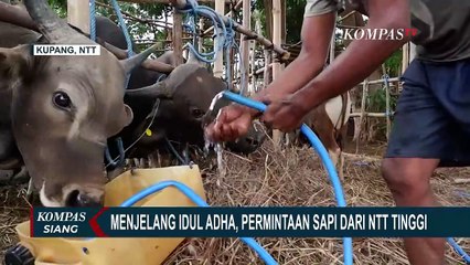 Sambut Hari Raya Idul Adha, Permintaan Sapi dari NTT Meroket Capai 18 Ribu Ekor Per Minggu!