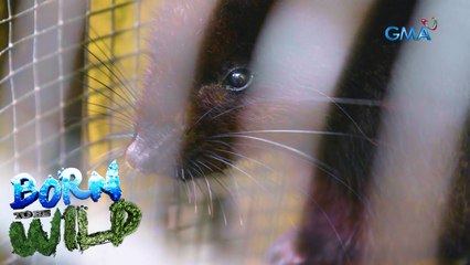 Doc Ferds gets attacked by a ‘bugkon!’ | Born to be Wild