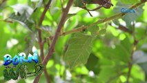 Leaf insects' mimicking ability | Born to be Wild
