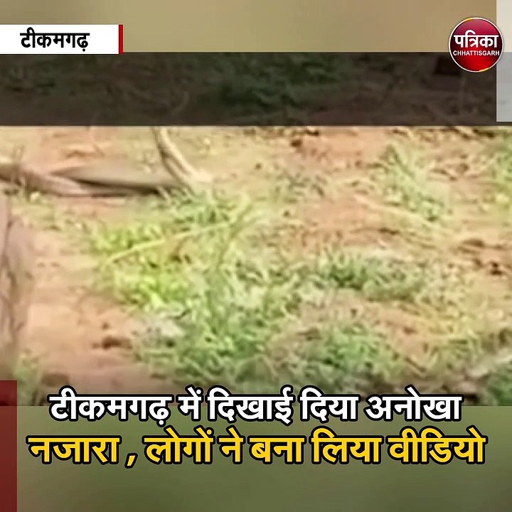 टीकमगढ़ : नाग- नागिन का रोमांचक वीडियो