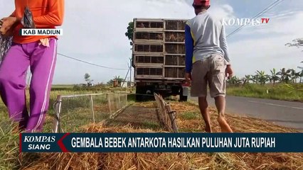 Pemuda Usia 23 Tahun Gembala Ribuan Bebek Antarkota, Raih Rp40 Juta Setiap 5 Bulan Sekali!