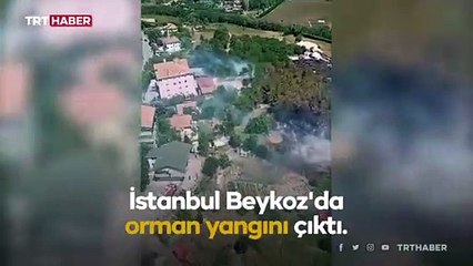 İstanbul Beykoz'da orman yangını: Havadan ve karadan müdahale sürüyor