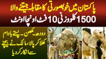 Pakistan Mein Khubsurti Ka Muqabla Jeetne Wala 1500 KG Wazani 10 Feet Uncha Camel
