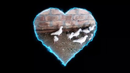 High flyer pigeon tarning