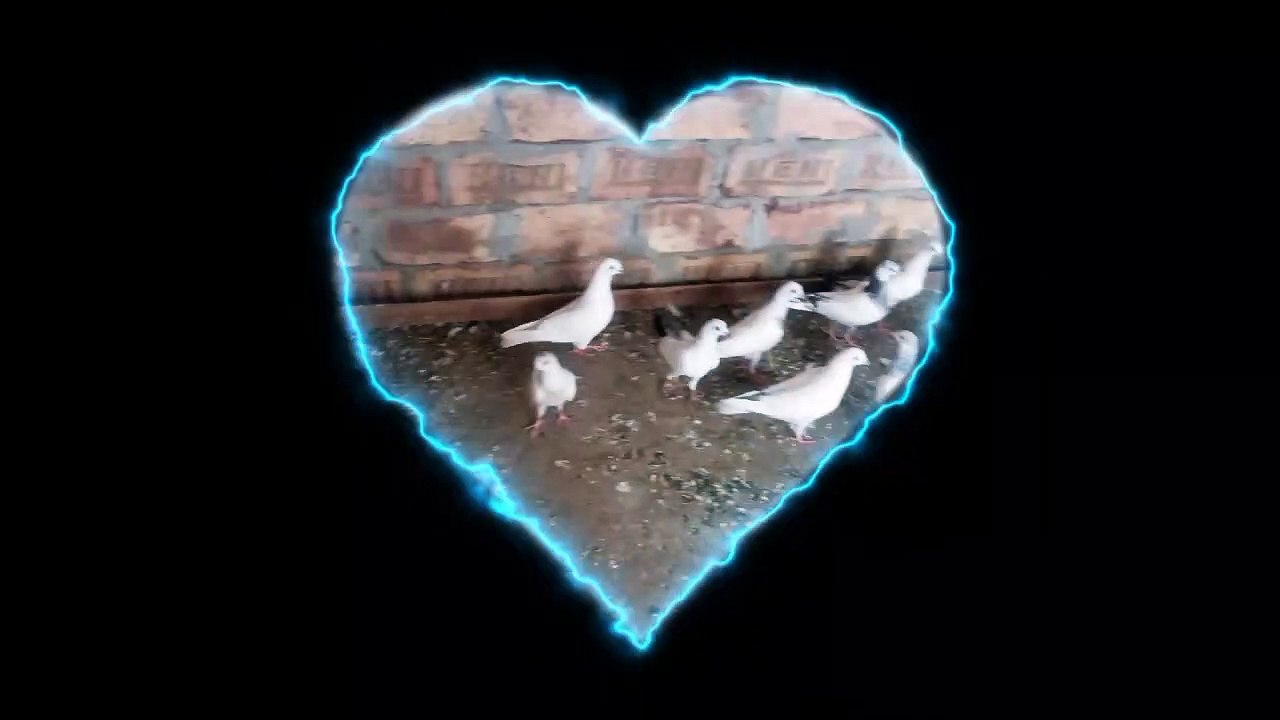 High flyer pigeon tarning