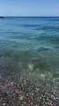 Mare sporco Belvedere Marittimo
