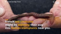 Scientists think sea worms could be the key to keeping transplant organs 'alive' longer