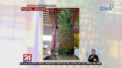 625 pinya, pinagsama-sama para makabuo ng giant pineapple na 17 ft ang taas | 24 Oras Weekend