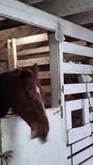 Cute Animals  Funny Animal Videos shorts animals