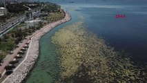 BOSTANLI KIYILARI YEŞİL ÖRTÜYLE KAPLANDI