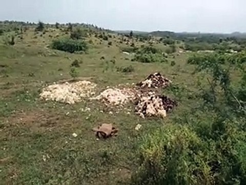 भेड़ के बालों की बिक्री थमी, 25 रुपए बिकने वाला बाल अब 5 रुपए में भी नहीं बिक रहा-video