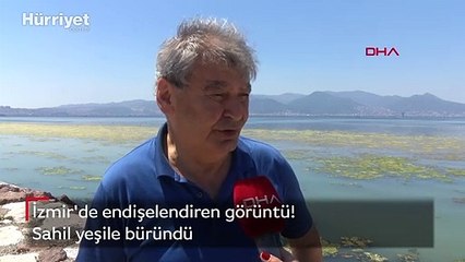 İzmir sahili deniz marulu ile yeşile büründü