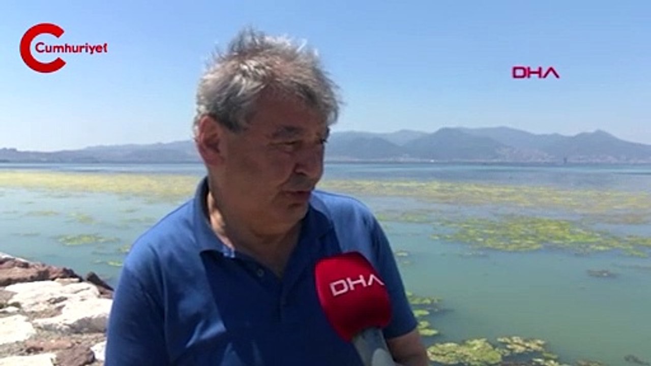 İzmir'de sahil 'deniz marulu' ile yeşile büründü 'Temmuz başında bunu görmek çok şaşırtıcı'