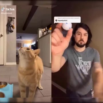 Funniest Cats - Laugh non-stop with these funny cats - Johnny Catsville