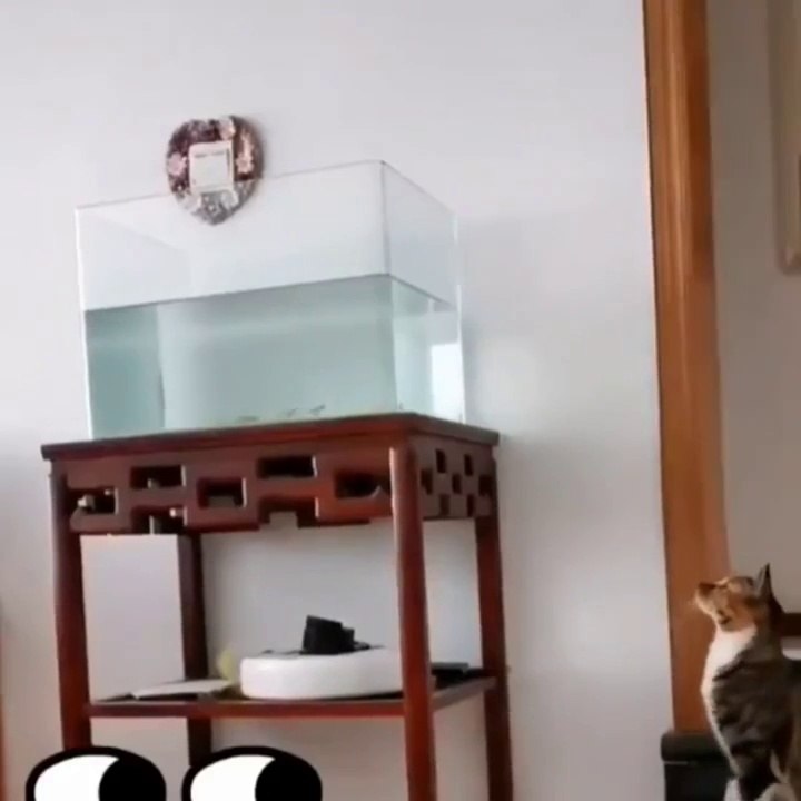 Funniest Cats  - Don't leave the cat at home  - Johnny Catsville