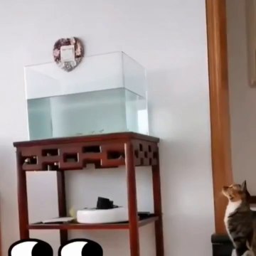 Funniest Cats - Don't leave the cat at home - Johnny Catsville