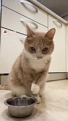 Meong lapar minta makan