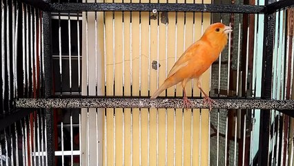 Kenari Gacor Juara Nasional