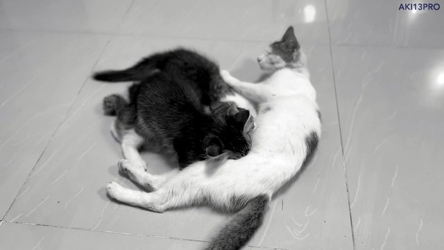 Mama kitty feeding her babies - ending is cute